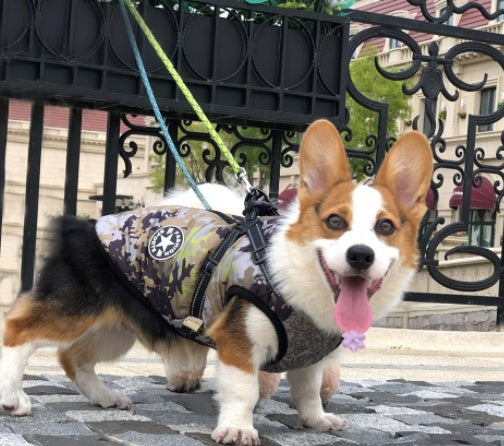 Pet Dog Clothes For Small Dogs Winter Warm Dog Hooded Coat Jackets Chihuahua Pug Outfits Puppy Cat Clothing 0c98731d 86c9 488