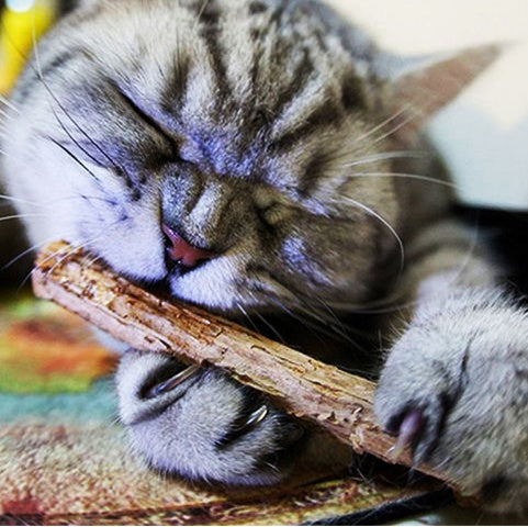 5 PCSMatatabi Toys Catnip Chew Toy for Pet Kitten - HD Wireless Product #5