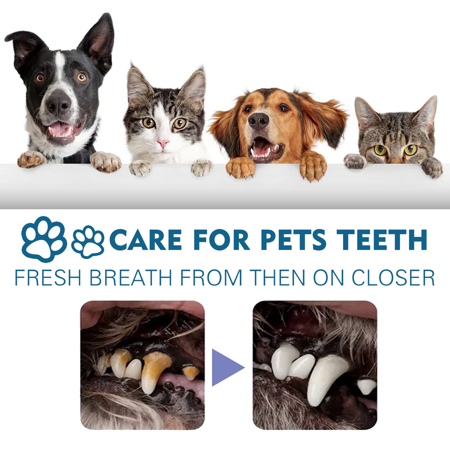 Pet Oral Cleaning Spray Remove Tartar And Bad Breath 3b044625 b84a 47bb beac 85ab958f0c94