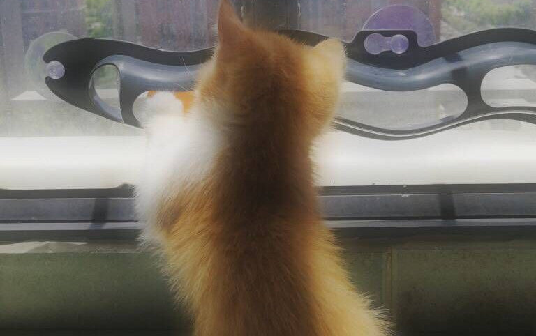 Windowsill Pets Toy Cat Track Ball Pet Products 45b19abd a6e7 4264 88c3 cac3d09ed332