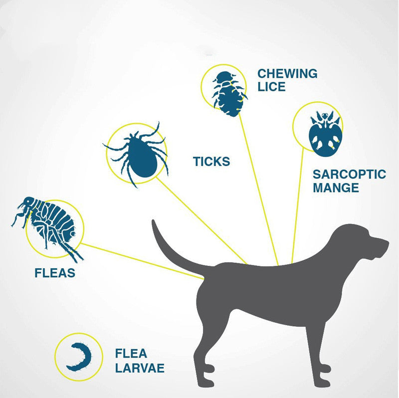 Cat ring dog ring flea and tick prevention child collar 4945240823037