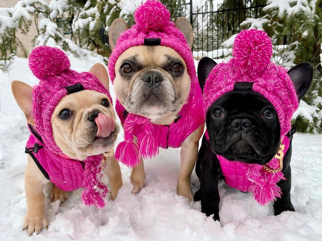 Wool Ball Thermal And Windproof Puffy Ball Knitted Dog Hat bba4437b 501a 4f77 98fe 82a66f9fd2ff