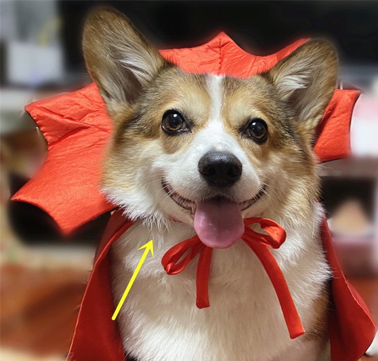Halloween Pet Costumepet Halloween Cape Vampire King e5152ca7 fd35 40c7 ad2b 2cf2d76e723a