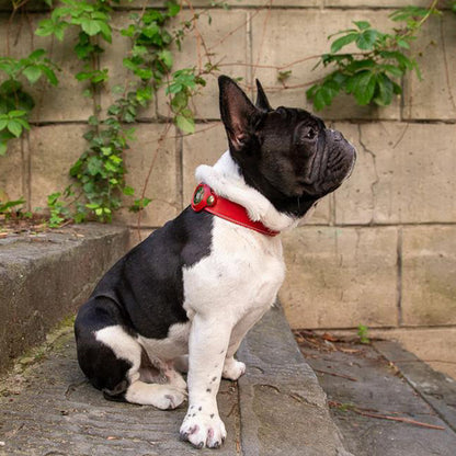 Fruit Tracker Collar Dog Positioning Collar Protective Leather Case 10514ca8 fd11 412c 89d9 0af39e6b994c