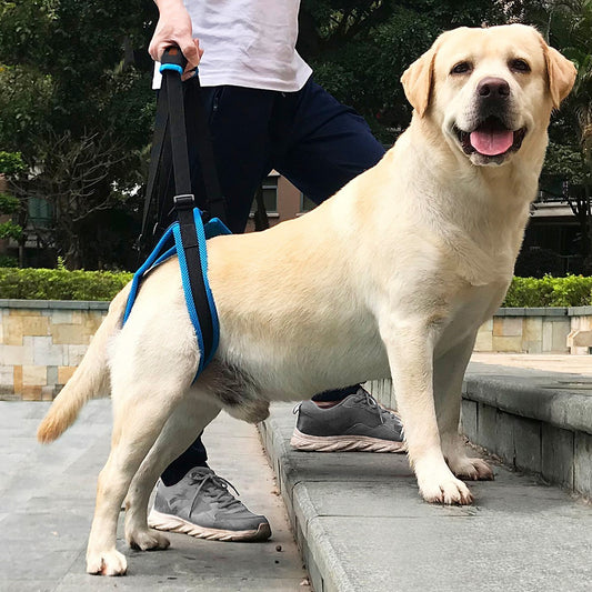 Pet Leg Strap Walking Support Dog Leg Support 1589023722139