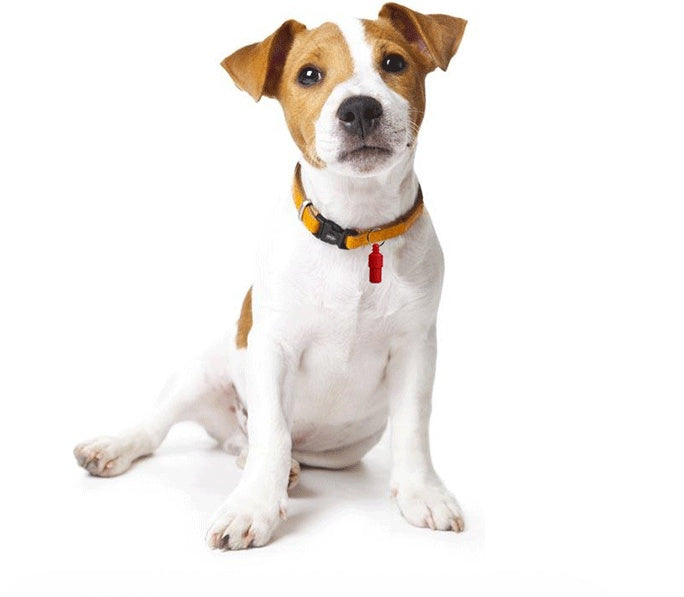 Pet Pendant Anti-lost Address Card Cat And Dog 1615100985067