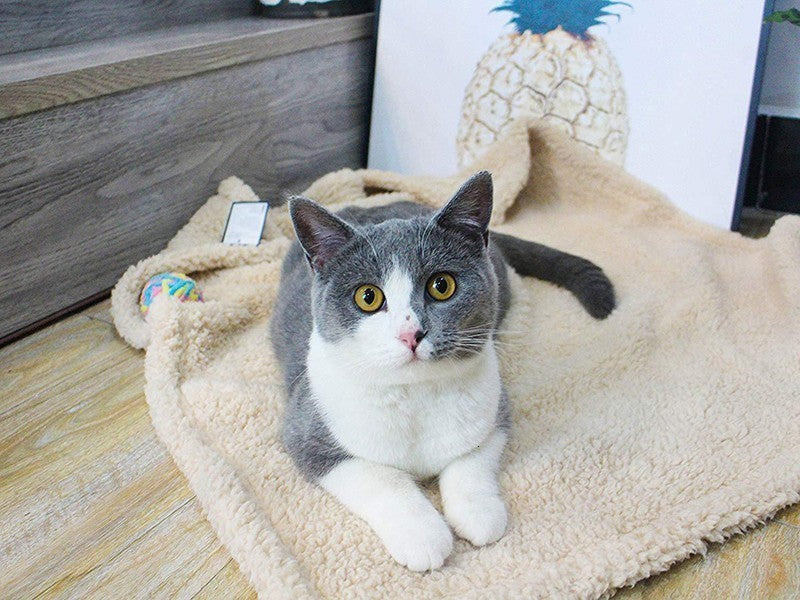 Plush Pet Blanket Dog Mat Cat Mat Pet Air Conditioning Mat Pet Plush Mat 1616378795314