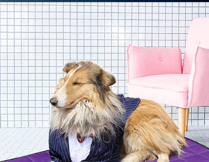 Large Dog Clothing Large Dog Stripe Bow Tie Suit Golden Retriever 1616499247092