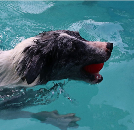 Pet Dog Bouncy Ball, Bite-resistant Solid Ball, Rubber Bite 1623548345773