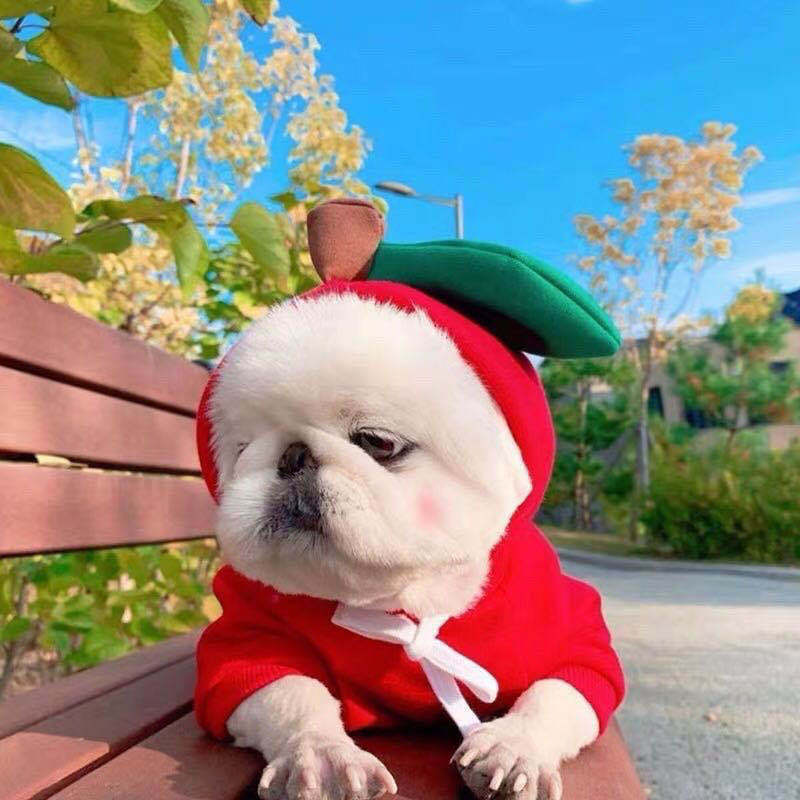 Cute Fruit Dog Clothes For Small Dogs Hoodies Winter Warm Fleece Pet Clothing Puppy Cat Costume Coat For French Chihuahua Out