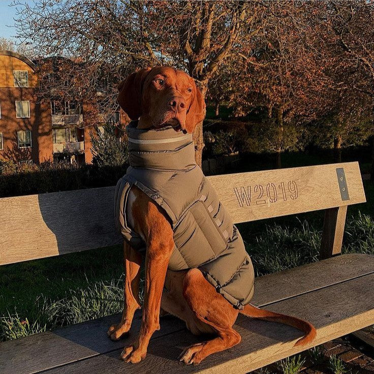 Dog Clothes Thickened Thermal Vest Cotton Coat 19684225 7237 4fc7 9933 f76e7a9eb01b
