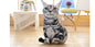 Simulation cat pillow cute cat doll plush toy stereo pet doll 21444213543417