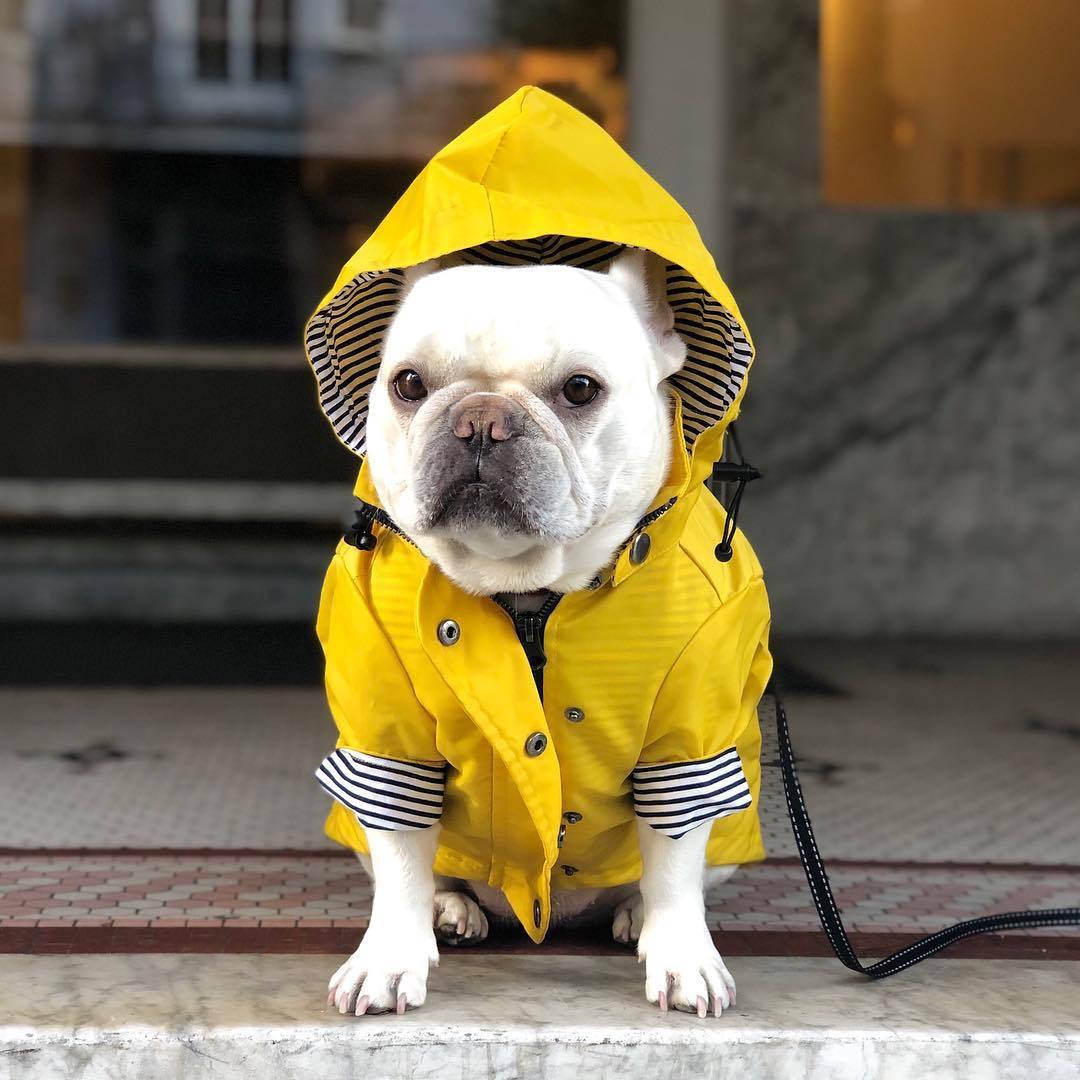 Dog Raincoat Pet Clothes Dog Clothes Rain Water 2323151866733