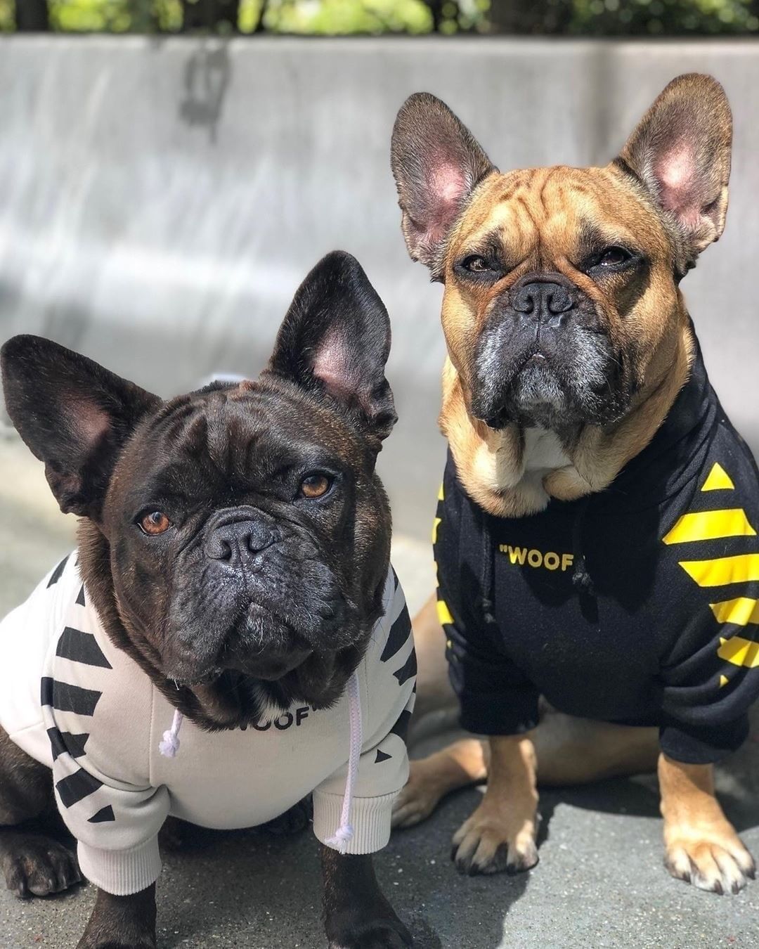 Pet tide brand dog plus velvet thick sweater 2417704729489