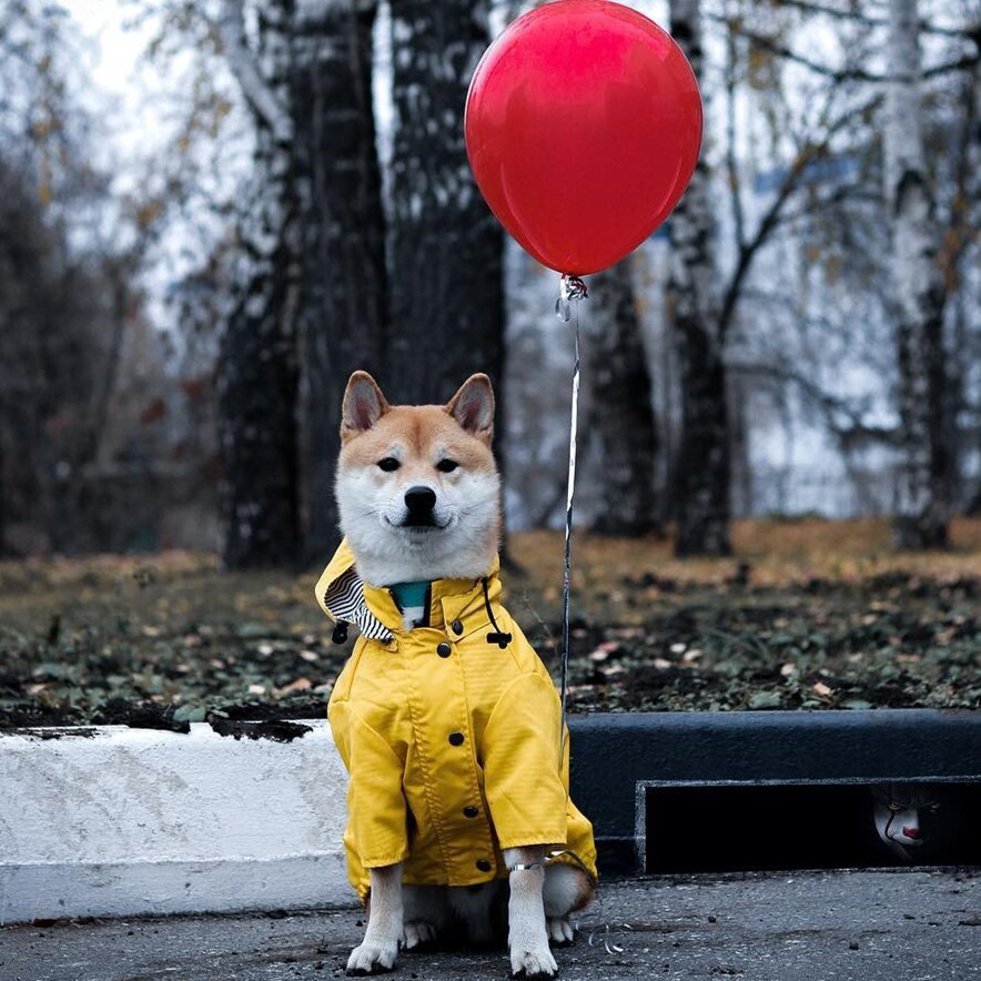 Dog Raincoat Pet Clothes Dog Clothes Rain Water 2703325781002