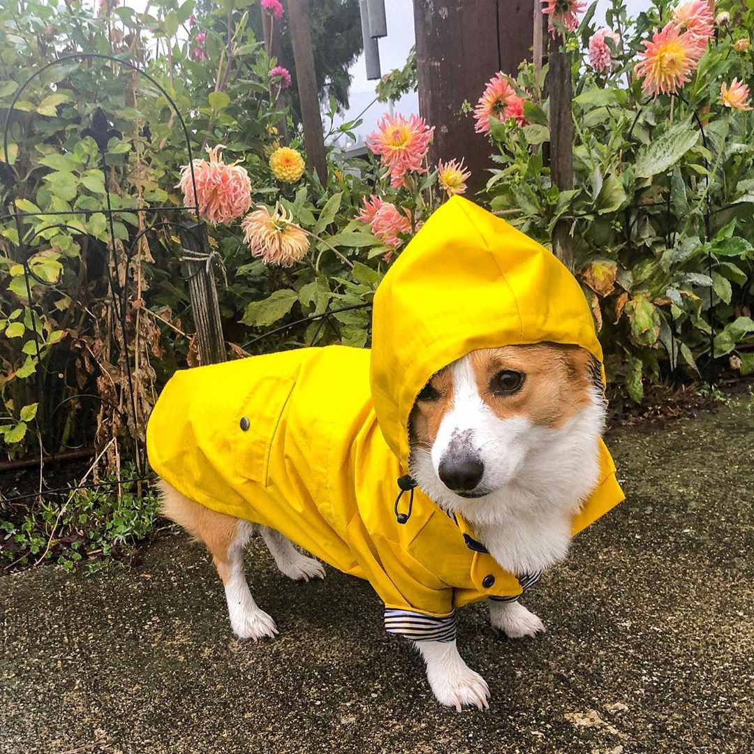 Dog Raincoat Pet Clothes Dog Clothes Rain Water 2885120888345