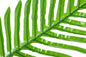 Simulation Turtle Leaf Sunflower Leaf 299161284529