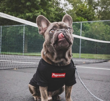 Summer Thin Breathable Pet Clothes 31787362 bad4 421e a5c0 0819f68c7e61