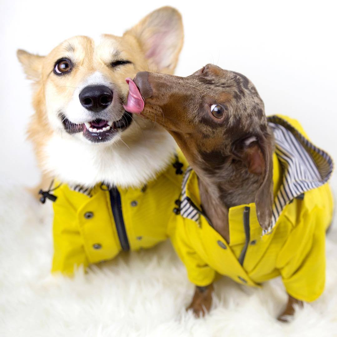 Dog Raincoat Pet Clothes Dog Clothes Rain Water 3933551924166