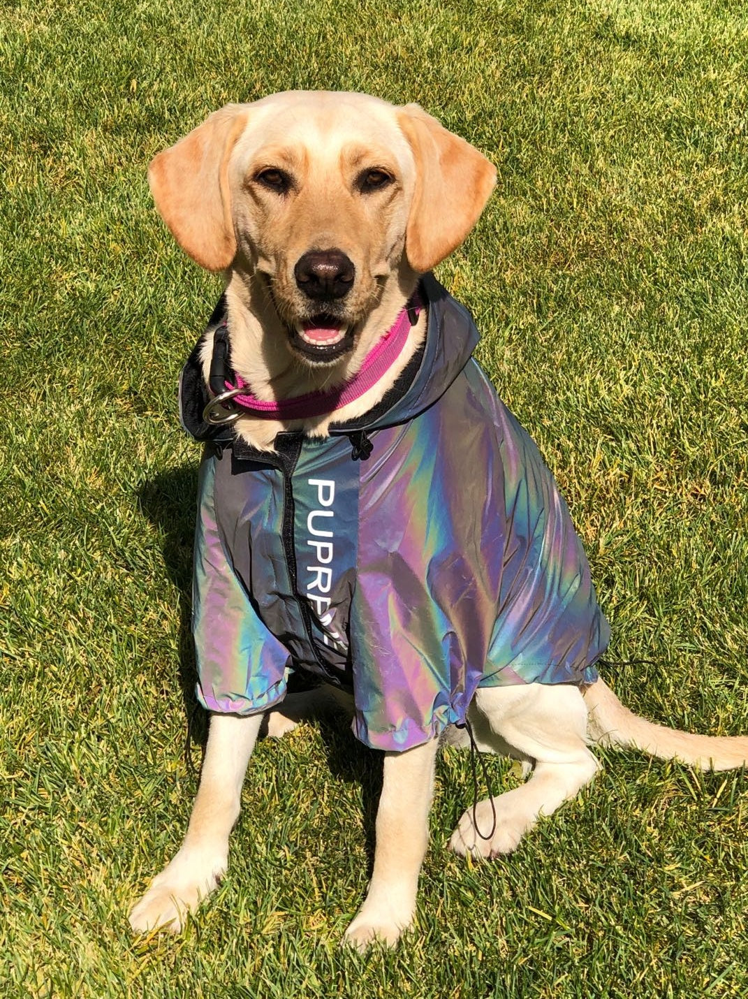 Microcrystalline reflective dog clothes 393917624348
