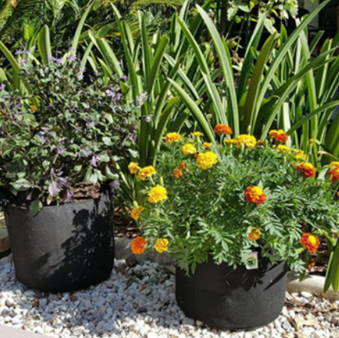 Planted Barrels