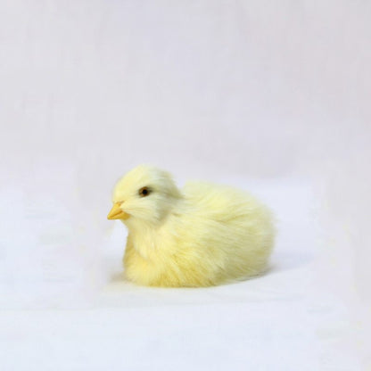 Animal Doll Children Teaching Static Model Chick Decoration 3abb95bc e418 4126 aba1 a7c4c5ab6b83