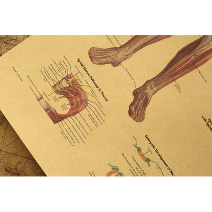 Human Body Narrator Nervous System Kraft Paper Retro Poster 3d457d74 7584 4a6c 86e0 39c8a192611e