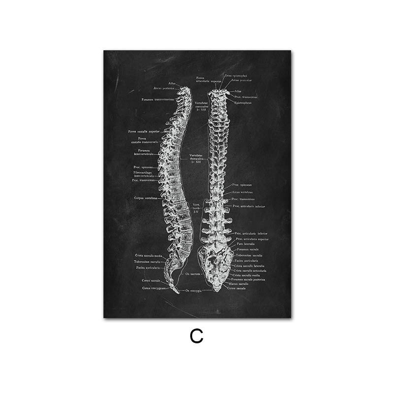 Canvas Painting Of Human Anatomy Skeleton Organ System - 图片 8