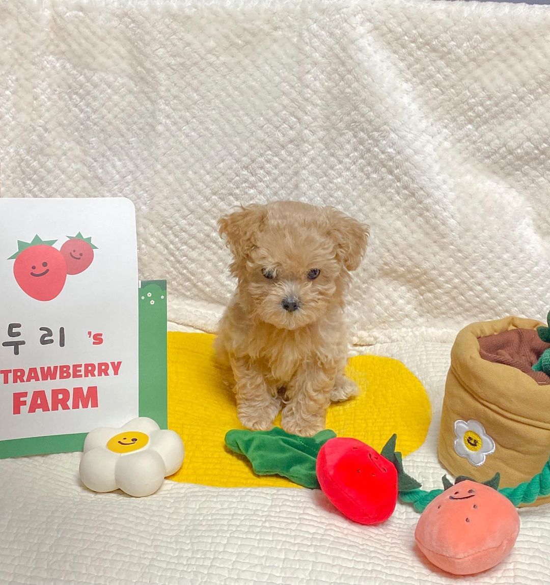 Strawberry Potted Plant Set Tibetan Food BB Called Pull Toy 4b7d1dac f92e 40d2 b00c edaf1e2bab1c