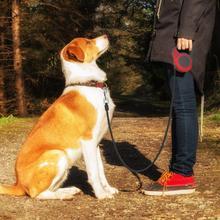 Pet Automatic Telescopic Traction Rope 565895400448