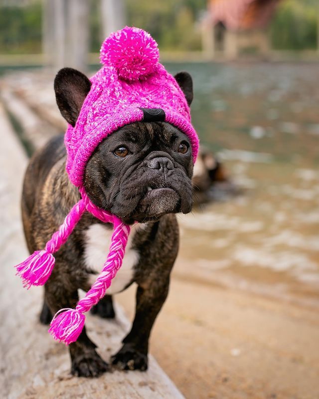 Wool Ball Thermal And Windproof Puffy Ball Knitted Dog Hat 58588cd7 4dc9 4ef5 83d7 fc63d3f64a03