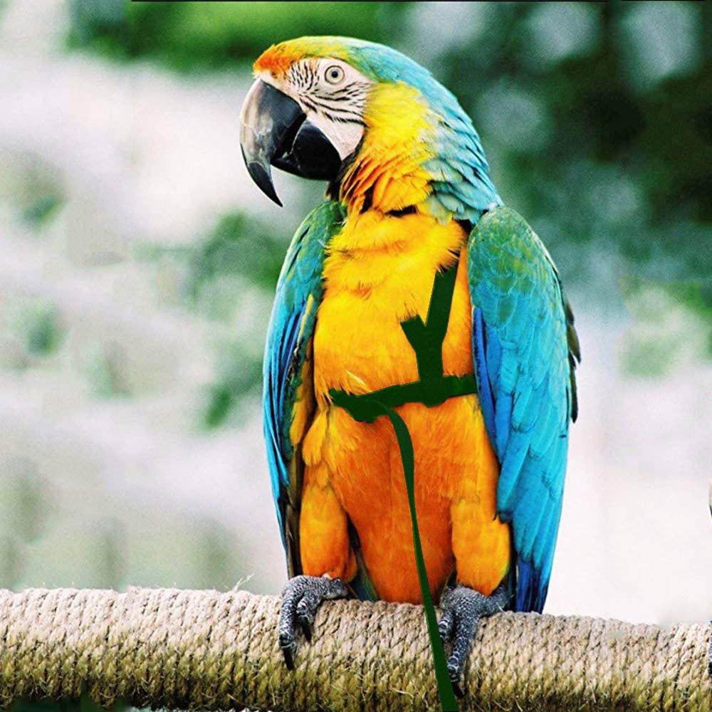 Parrot Flying With Flying Rope And Bird Harness 58c0be19 cb3d 411a 9687 401fd83c1fe3