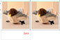 Simulation Of Bird And Mouse Electric Molars For Cats 6b573beb 4e84 46ab b165 80d3df096ba9
