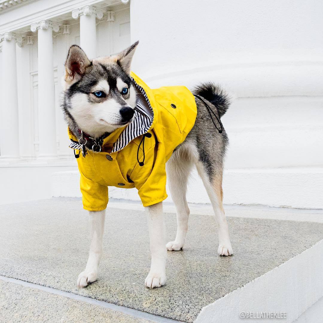 Dog Raincoat Pet Clothes Dog Clothes Rain Water 731004237818