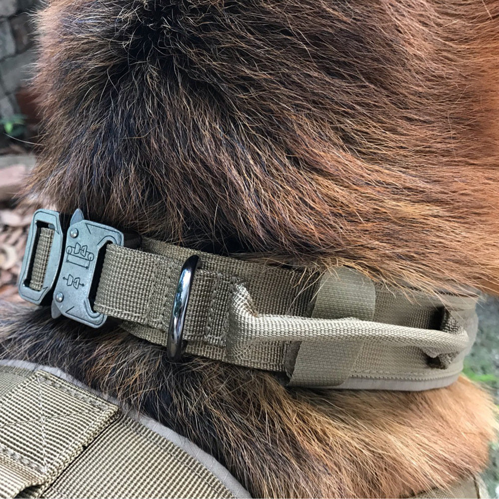 Dog collar 9296724195013