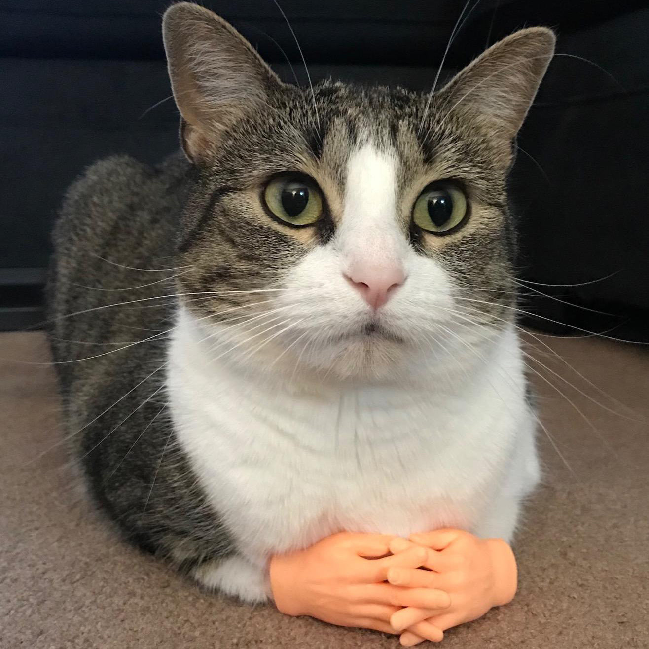 Pet Cat Touching Finger Massage Toy Funny Little Trick Small Hand Model Funny Artifact Cat Finger Stall a5449305 ceec 4c95 80