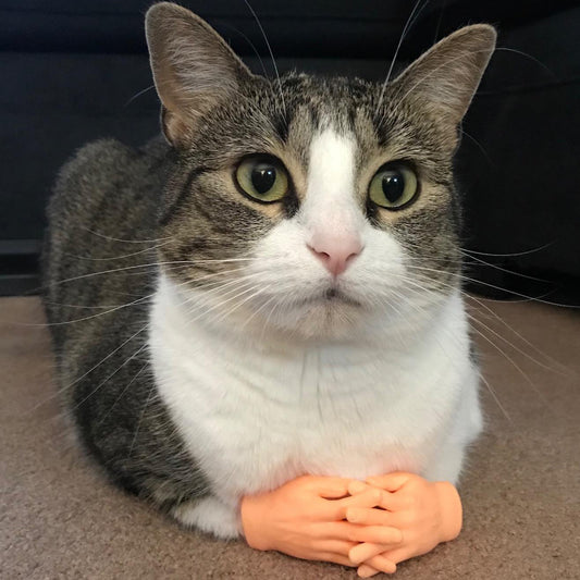 Pet Cat Touching Finger Massage Toy Funny Little Trick Small Hand Model Funny Artifact Cat Finger Stall a5449305 ceec 4c95 80