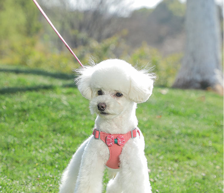 Dog Hand Holding Rope Vest Small Dog