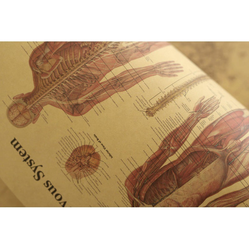 Human Body Narrator Nervous System Kraft Paper Retro Poster aafa8b20 3f72 46db 92e5 8a9d69e64568