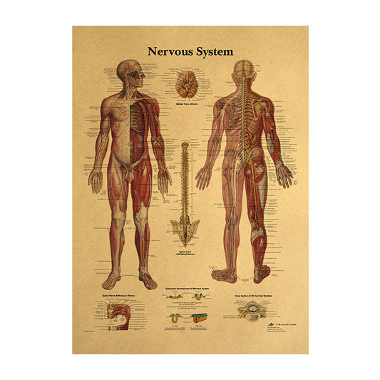 Human Body Narrator Nervous System Kraft Paper Retro Poster adaa2378 c4f9 4868 915e f753641bdd13