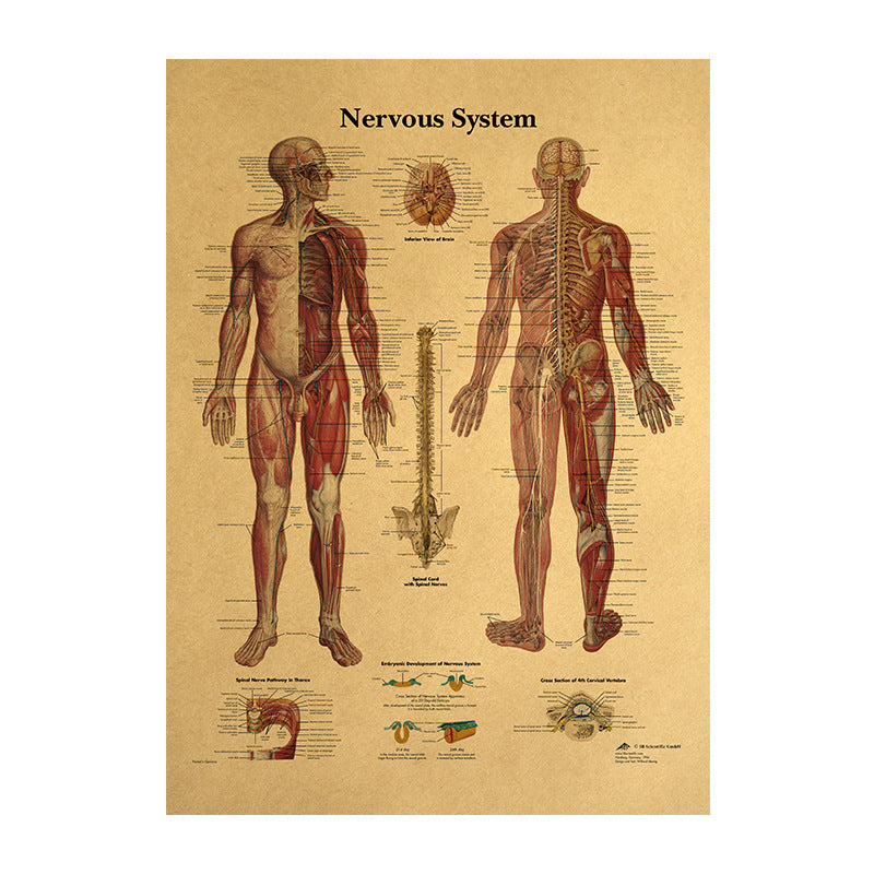 Human Body Narrator Nervous System Kraft Paper Retro Poster adaa2378 c4f9 4868 915e f753641bdd13 d30e4df6 aa32 46db 8d12 61f4