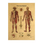 Human Body Narrator Nervous System Kraft Paper Retro Poster adaa2378 c4f9 4868 915e f753641bdd13 d30e4df6 aa32 46db 8d12 61f4