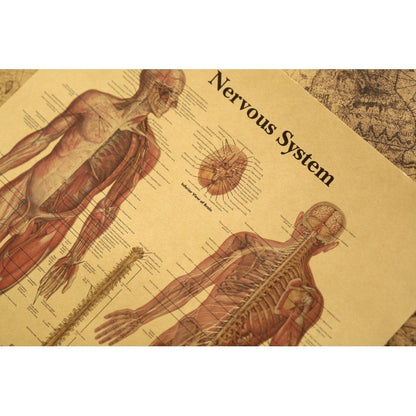 Human Body Narrator Nervous System Kraft Paper Retro Poster b993c3ad b84d 4131 8a7b 1cb175119698