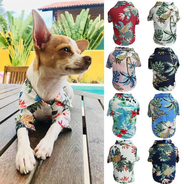 Dog Spring And Summer Thin Shirt Corgi Blue Cat Clothes bfefc52d 7340 4e54 8429 a83e869ac5a7