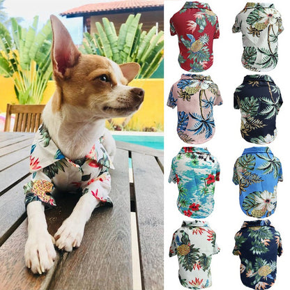 Dog Spring And Summer Thin Shirt Corgi Blue Cat Clothes bfefc52d 7340 4e54 8429 a83e869ac5a7