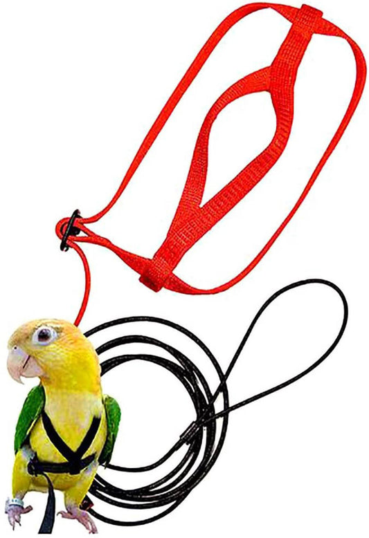 Parrot Flying With Flying Rope And Bird Harness c958e158 3f3e 43cd 82b5 bef43fdfbef3