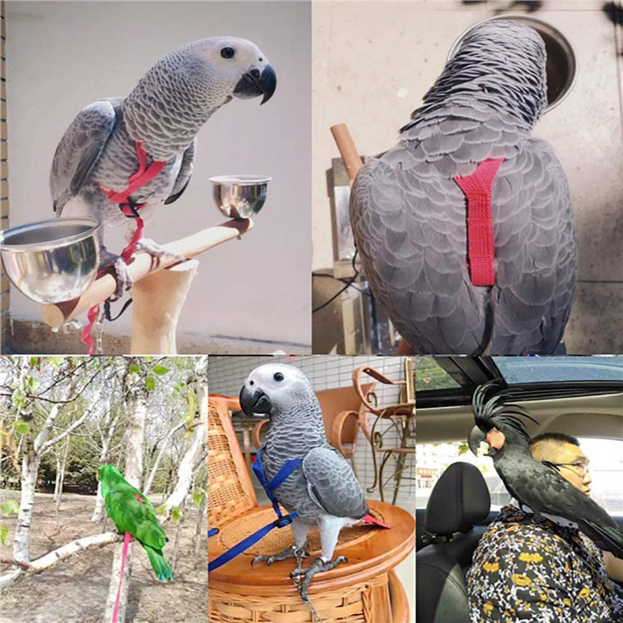 Parrot Flying With Flying Rope And Bird Harness cc927352 57a9 465c b0ef 8dcda779626c