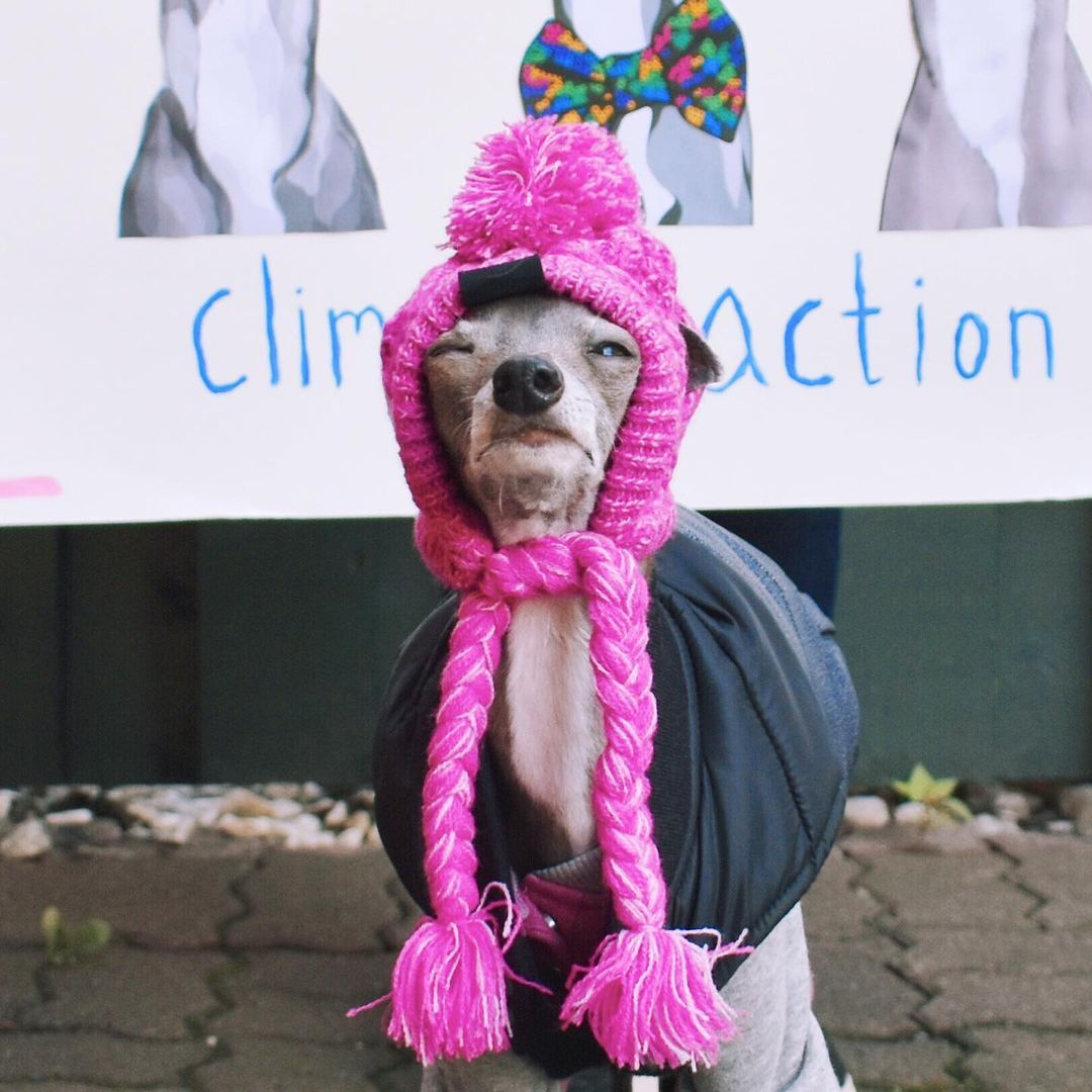Wool Ball Thermal And Windproof Puffy Ball Knitted Dog Hat d532f301 914e 478f b064 5cebeab60f60