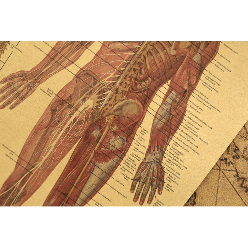 Human Body Narrator Nervous System Kraft Paper Retro Poster d8cddc6e 3146 40db a6f4 77928527ab1f