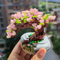 Blossom Pot Simulation Green Plant Household Decoration Toys e7ff2c91 56bd 46c6 9b02 fabee9e5b175 21cd0087 c9ab 4393 8143 25b